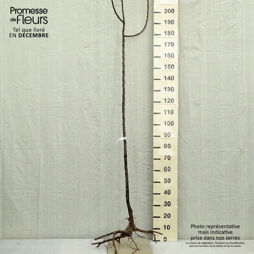 Example of Pommier d'ornement - Malus Golden Hornet Naakte wortel as you get in hiver