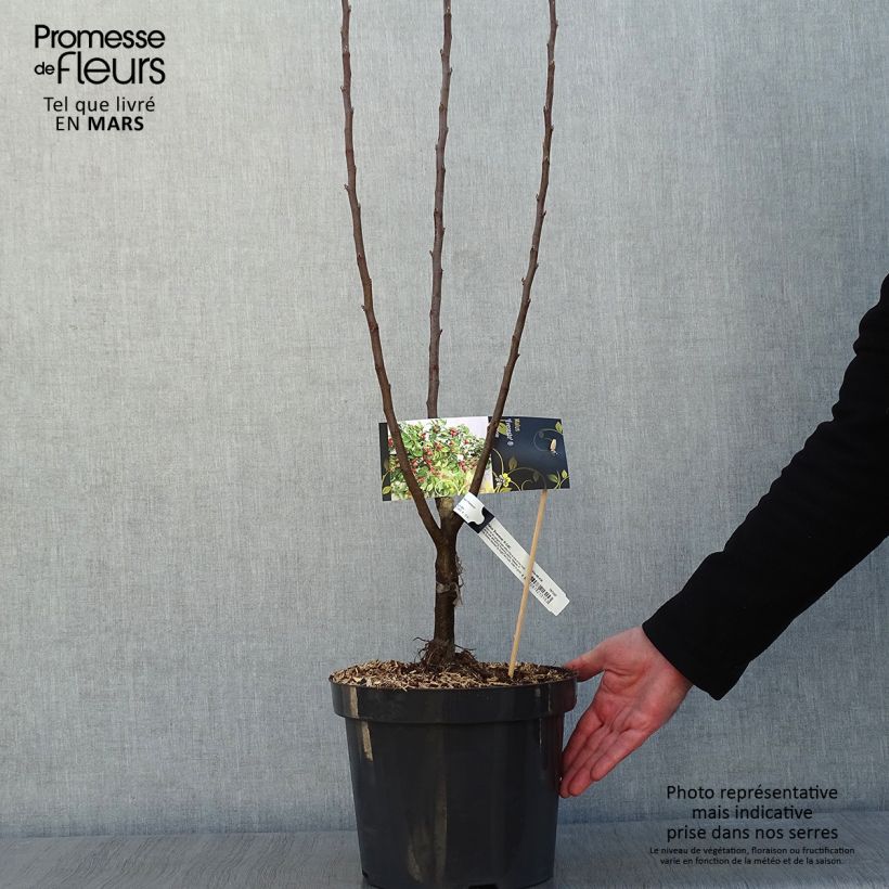 Example of Malus Evereste Perpetu - Sierappel Pot van 7,5 l/10 l as you get in hiver