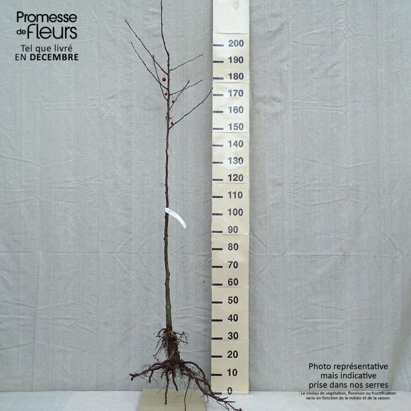 Example of Malus Evereste Perpetu - Sierappel Naakte wortel as you get in hiver