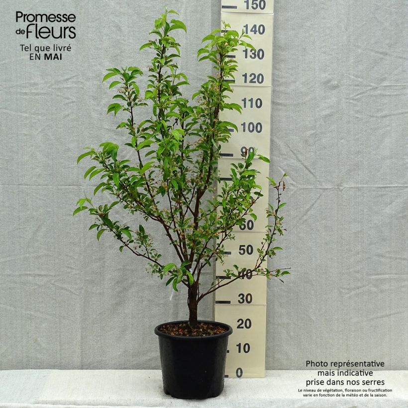 Exemplaar van Malus Red Jewel - Sierappel Pot van 7,5 l/10 l, Spil / spilvorm zoals geleverd in de lente