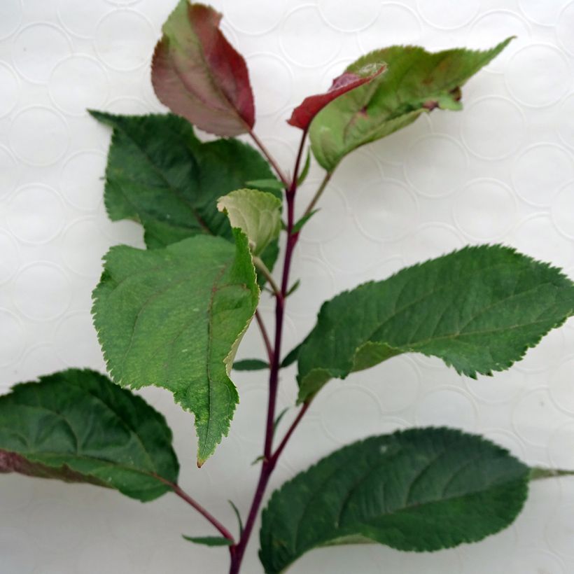 Malus Red Obelisk - Sierappel (Foliage)