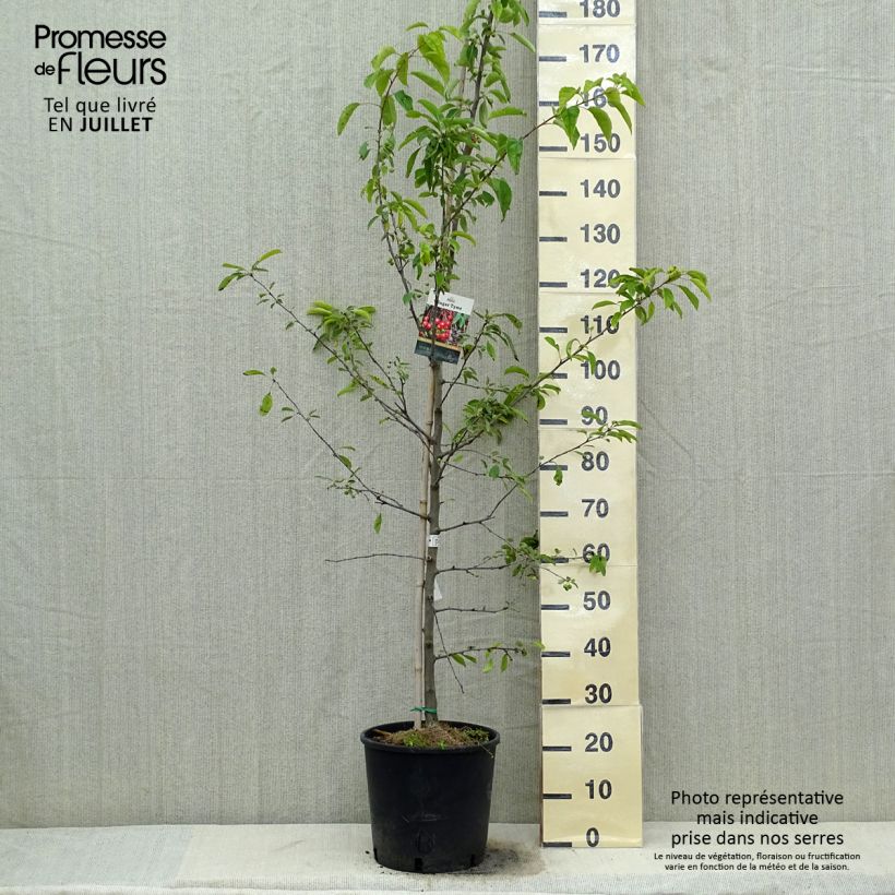 Exemplaar van Malus Sugar Tyme - Sierappel Pot van 12 l/15 l, Stengel zoals geleverd in de zomer