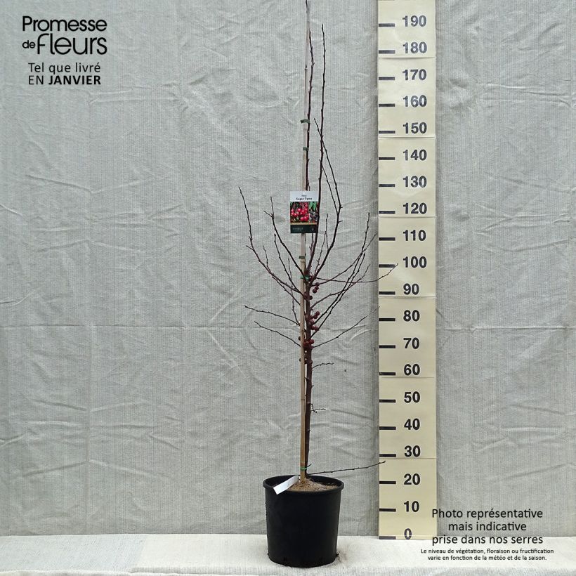 Example of Pommier d'ornement - Malus Sugar Tyme Pot van 12 l/15 l as you get in hiver
