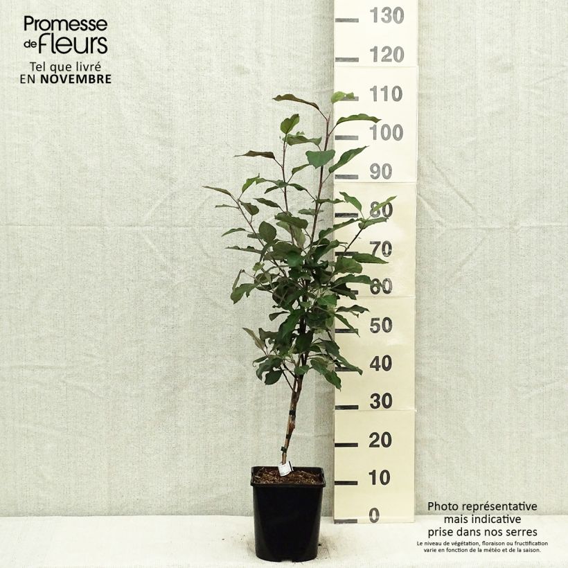 Exemplaar van Dwergappelboom Fruit Me Apple Me Red Gala Pot van 4 l/5 l, Dwerg zoals geleverd in de herfst
