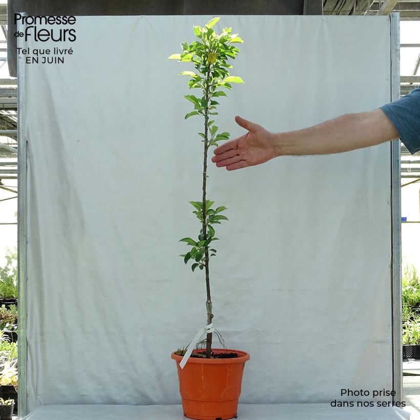 Exemplaar van Dwergappelboom Garden Sun Red Pot van 6 l/7 l, Kwartstam zoals geleverd in de zomer