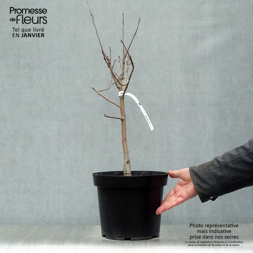 Exemplaar van Dwergappelboom Garden Sun Red Pot van 6 l/7 l, Kwartstam zoals geleverd in de winter