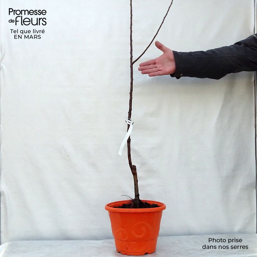 Exemplaar van Dwergappelboom Garden Sun Red Pot van 6 l/7 l, Kwartstam zoals geleverd in de lente