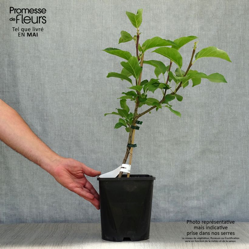 Exemplaar van Dwergappelboom Fruit Me Apple Me Yellow Golden (autofertiel) Pot van 4 l/5 l, Dwerg zoals geleverd in de lente