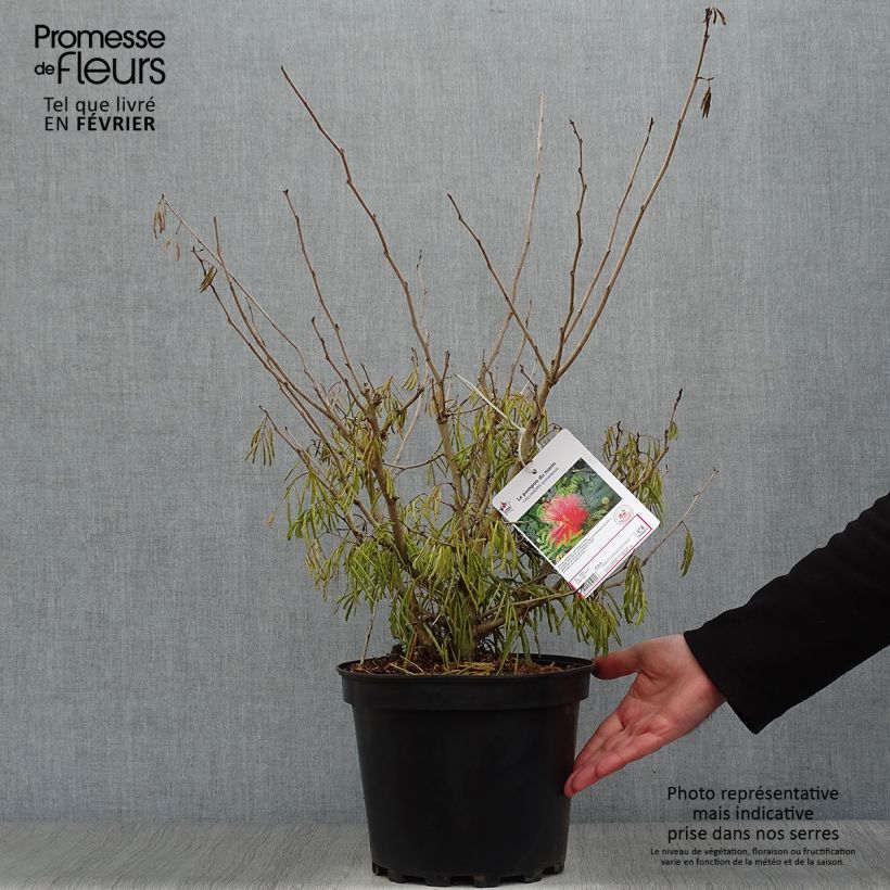 Example of Pompon du marin - Calliandra surinamensis Pot van 7,5 l/10 l as you get in hiver