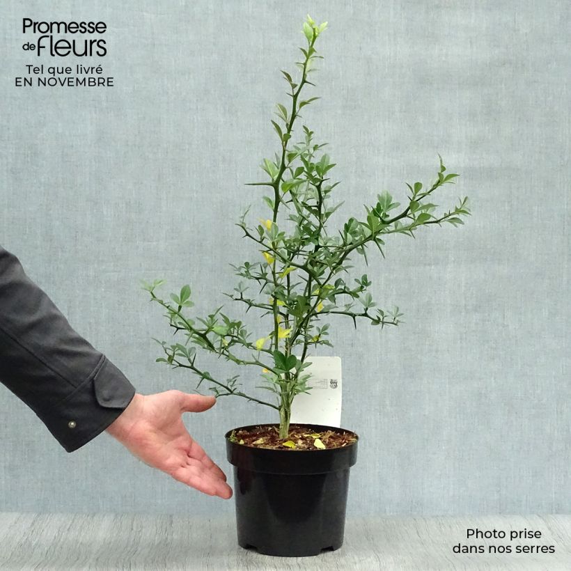 Exemplaar van Poncirus trifoliata - Wilde citroen Pot van 3 l/4 l zoals geleverd in de herfst