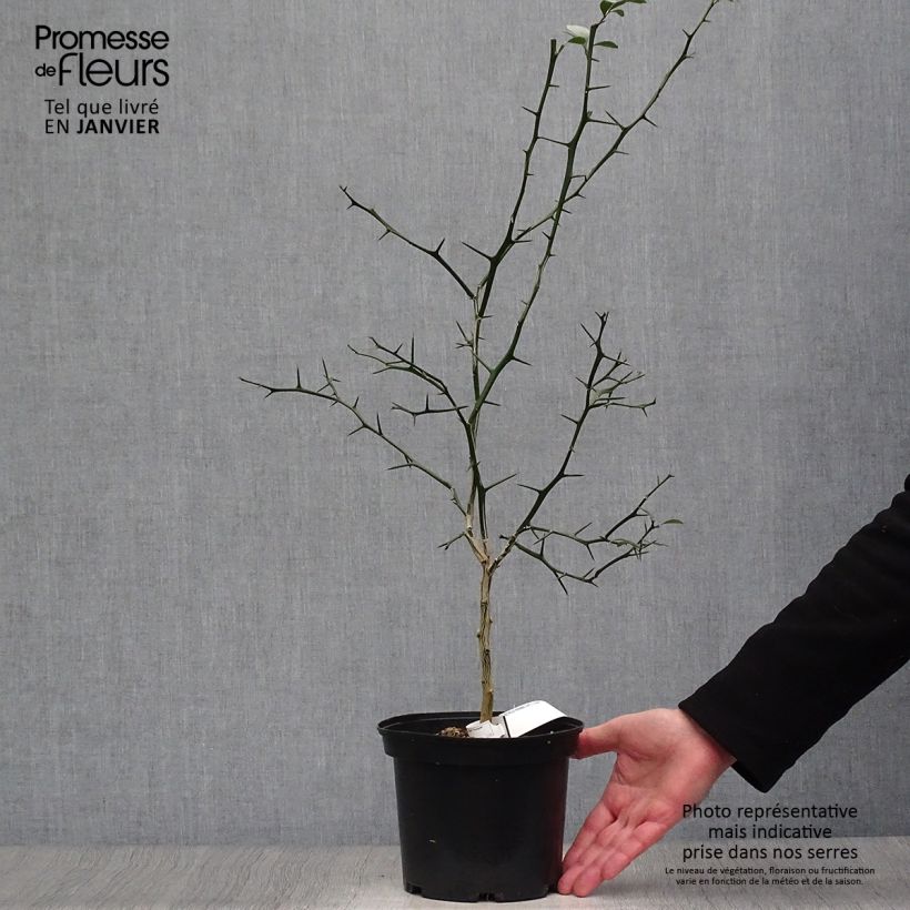 Example of Poncirus trifoliata - Citronnier épineux Pot van 3 l/4 l as you get in hiver