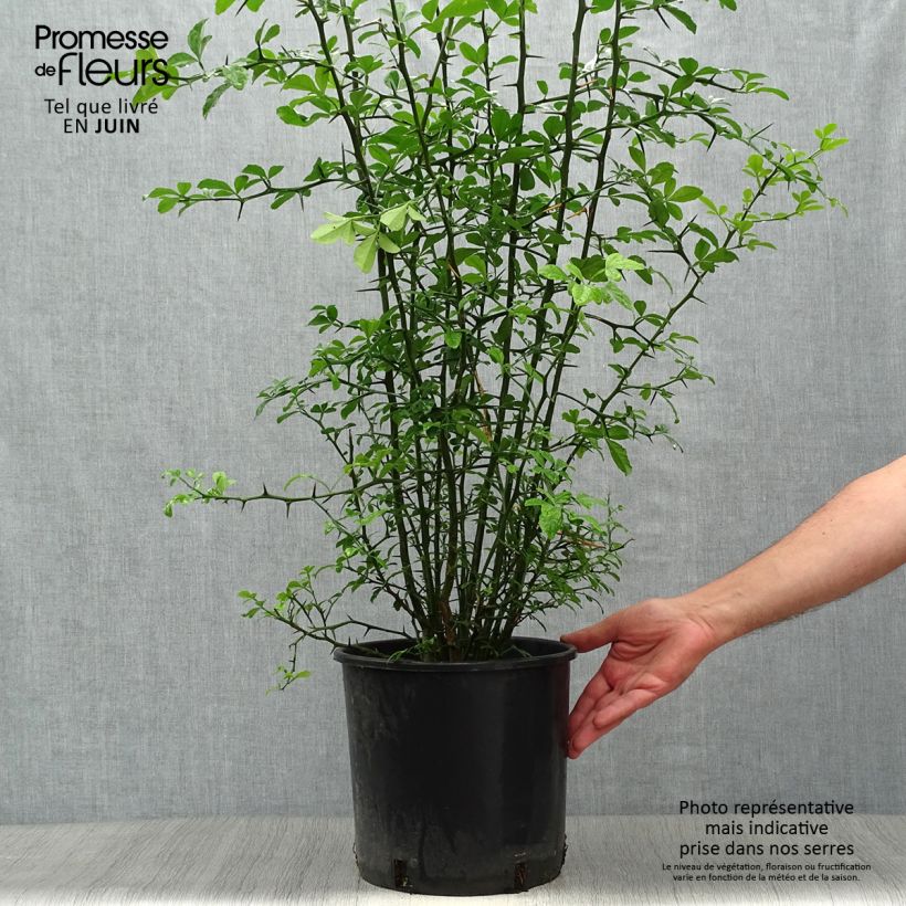 Exemplaar van Poncirus trifoliata - Wilde citroen Pot van 7,5 l/10 l zoals geleverd in de zomer