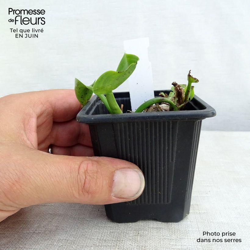 Exemplaar van Pontederia cordata - Moerashyacint Kweekpotje van 8/9 cm zoals geleverd in de zomer