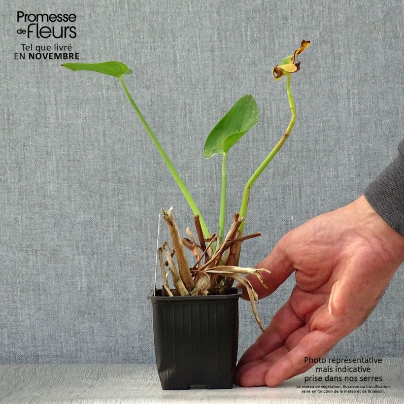 Exemplaar van Pontederia cordata - Moerashyacint Kweekpotje van 8/9 cm zoals geleverd in de herfst