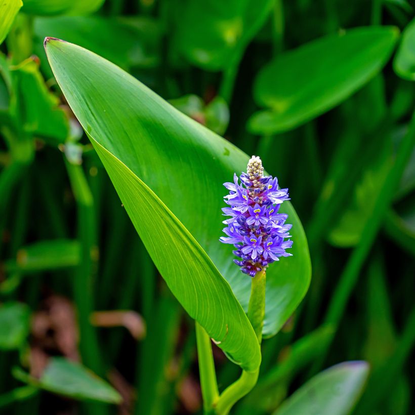 Pontederia cordata - Moerashyacint (Bloei)