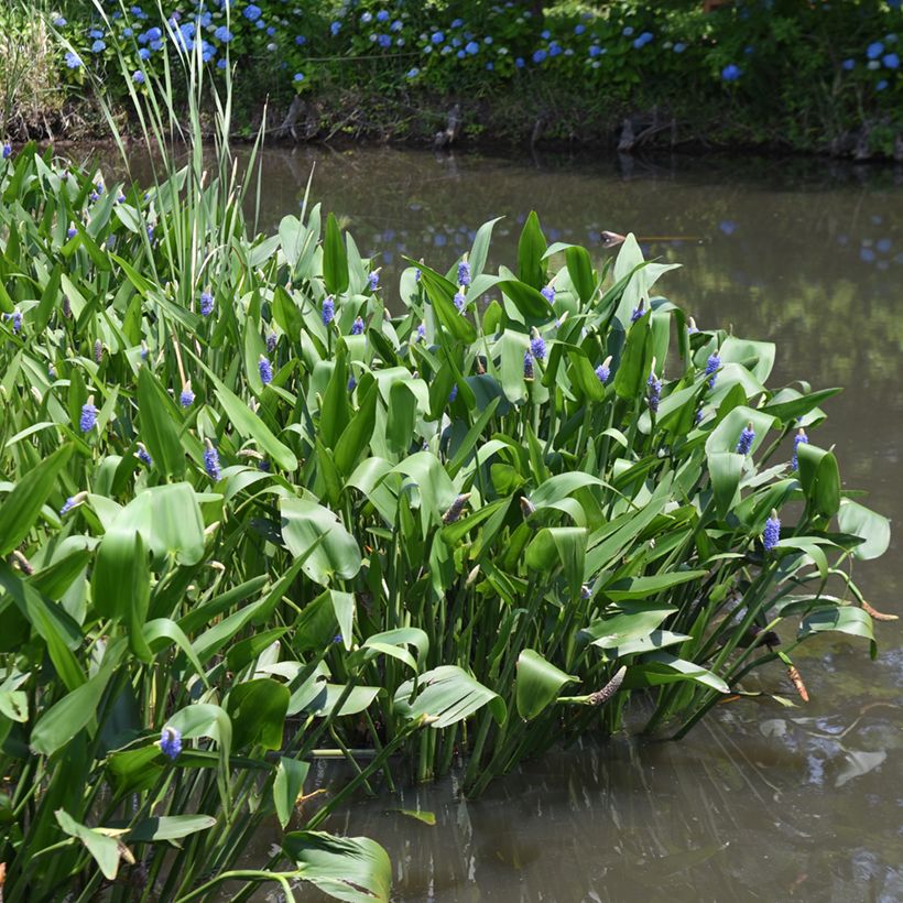 Pontederia cordata - Moerashyacint (Groeiplaats)