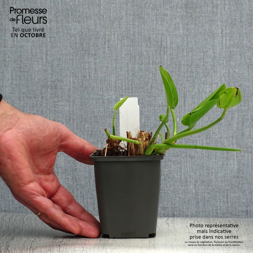 Exemplaar van Pontederia cordata White Pike - Moerashyacint Kweekpotje van 8/9 cm zoals geleverd in de herfst