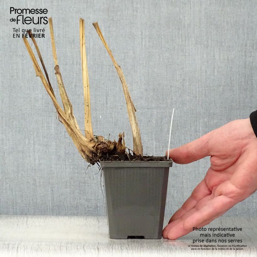 Example of Pontederia cordata  White Pike - Pontédérie à feuilles en coeur Kweekpotje van 8/9 cm as you get in hiver