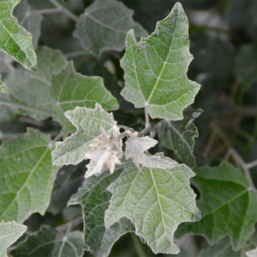 Populus alba Nivea - Witte abeel (Foliage)