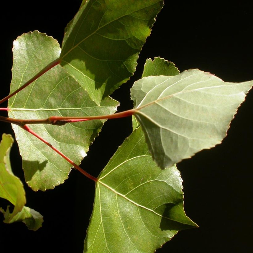Populus Robusta - Canadapopulier (Blad)