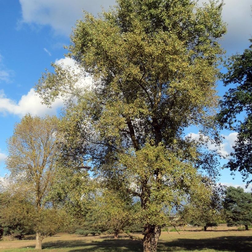 Populus Robusta - Canadapopulier (Groeiplaats)
