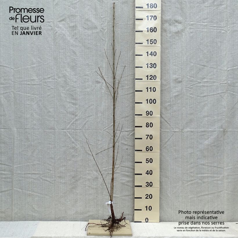 Example of Populus nigra - Peuplier noir Naakte wortel as you get in hiver