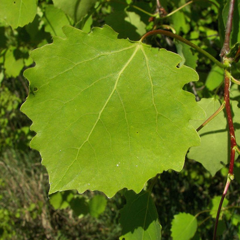Populus tremula - Ratelpopulier (Foliage)
