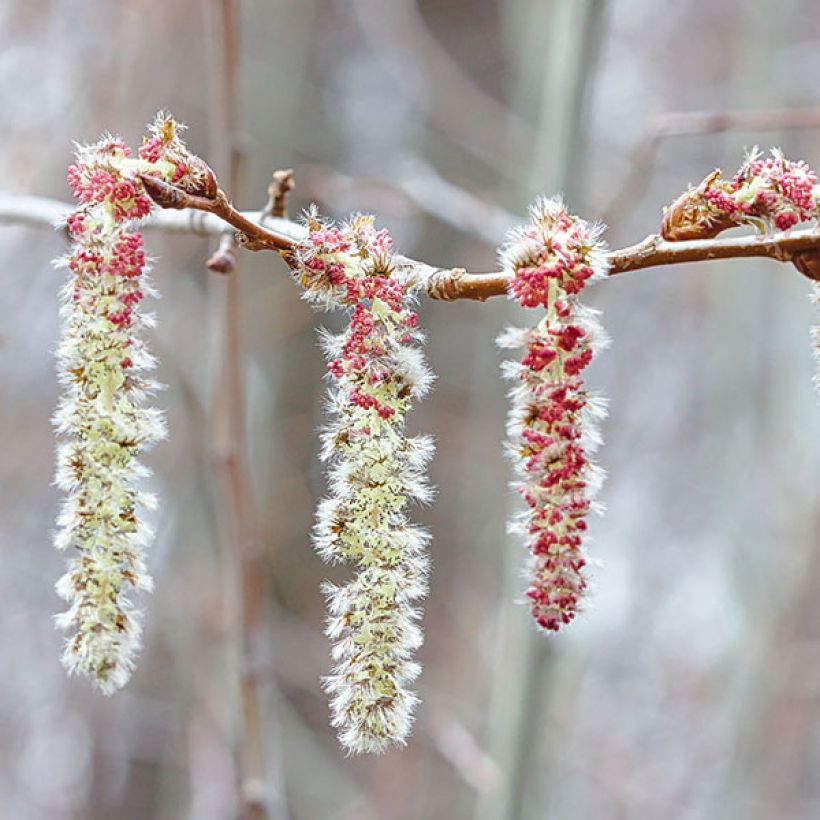 Populus tremula - Ratelpopulier (Flowering)