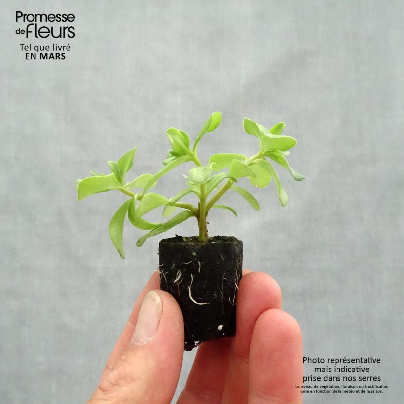Example of Portulaca Pazzaz Nano Hot Pink - Pourpier annuel Mini-mot Ø 3/4 cm as you get in printemps