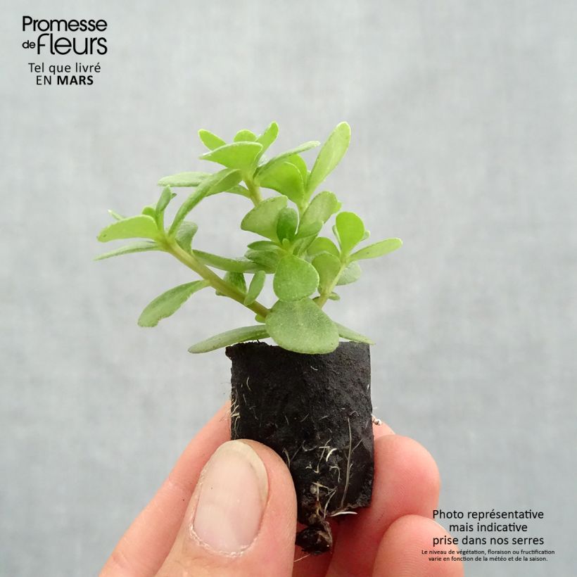 Example of Portulaca Pazzaz Nano Orange - Pourpier annuel Mini-mot Ø 3/4 cm as you get in printemps