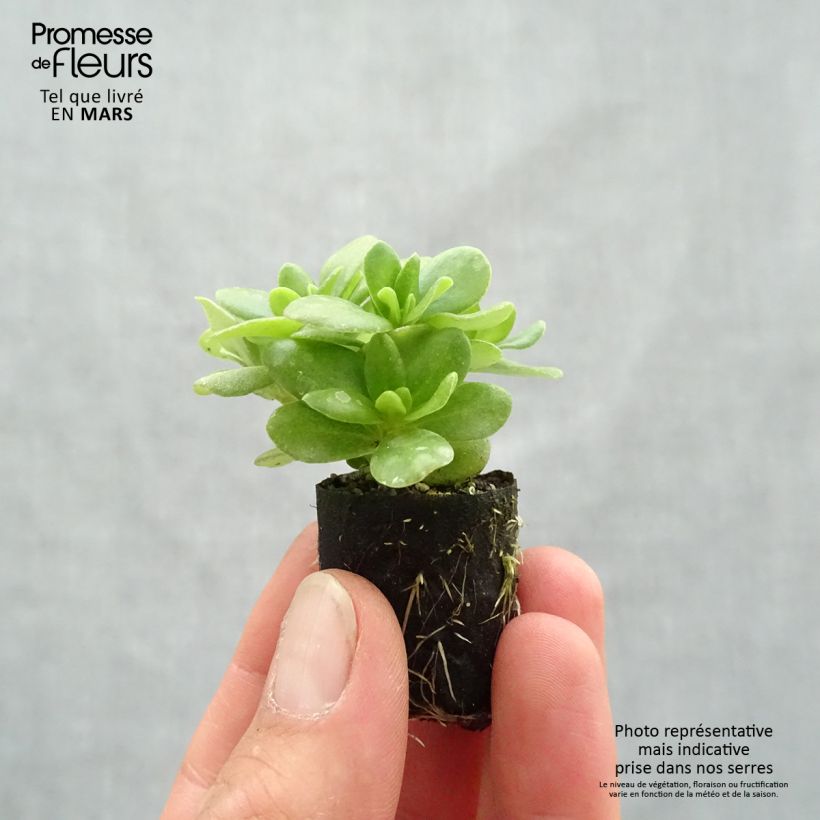Example of Portulaca Pazzaz Nano Yellow - Pourpier annuel Mini-mot Ø 3/4 cm as you get in printemps