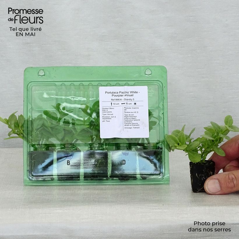 Example of Portulaca Pazzaz White - Pourpier annuel Mini-mot Ø 3/4 cm as you get in printemps