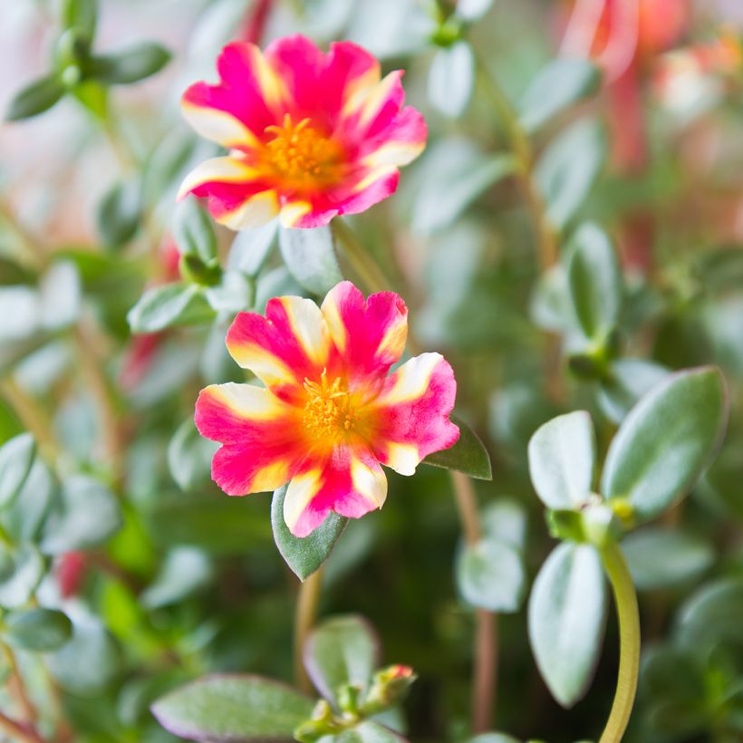 Portulaca Campino Twist Pink - Postelein (Flowering)