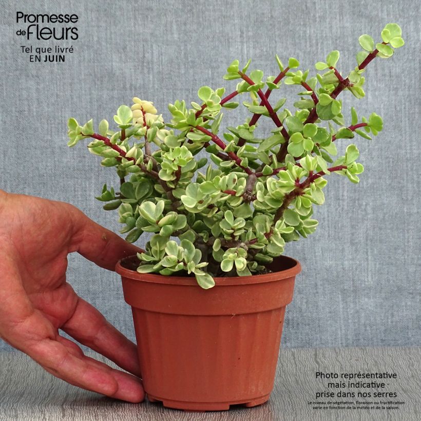 Exemplaar van Portulacaria afra Variegata - Spekboom Pot van 12 cm / 13 cm zoals geleverd in de zomer