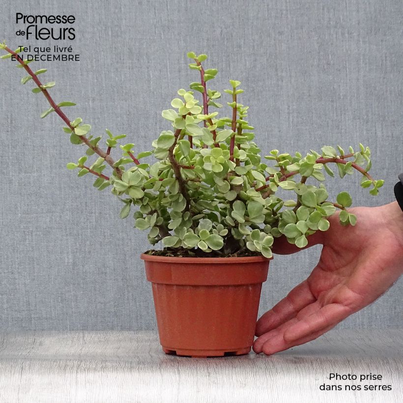 Example of Portulacaria afra Variegata - Spekboom Pot van 12 cm / 13 cm as you get in hiver