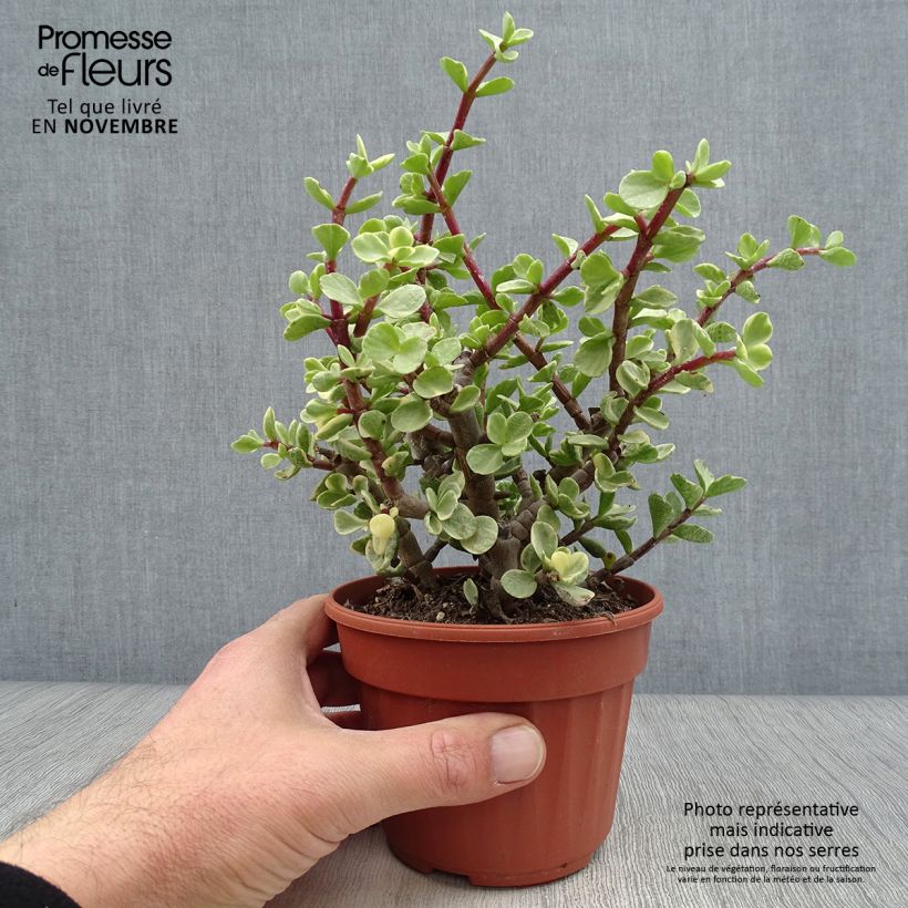 Exemplaar van Portulacaria afra Variegata - Spekboom Pot van 12 cm / 13 cm zoals geleverd in de herfst