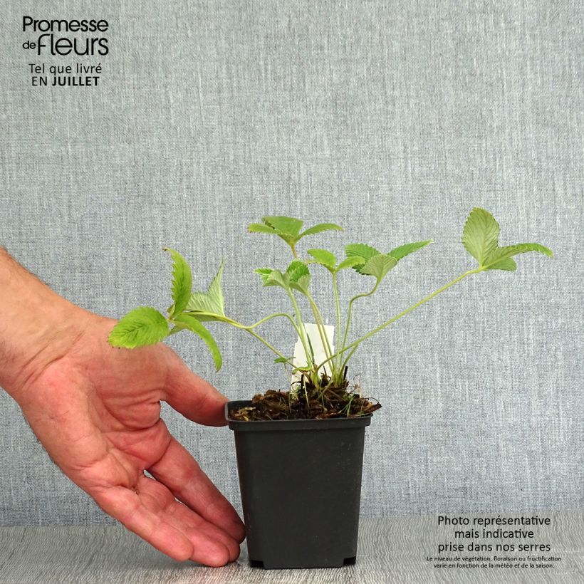 Exemplaar van Potentilla Arc en Ciel - Ganzerik Kweekpotje van 8/9 cm zoals geleverd in de zomer