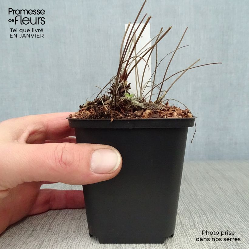 Example of Potentilla Arc en Ciel - Potentille vivace Kweekpotje van 8/9 cm as you get in hiver