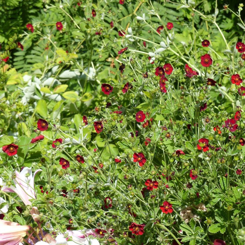 Potentilla atrosanguinea - Donkerbloedrode ganzerik (Plant habit)