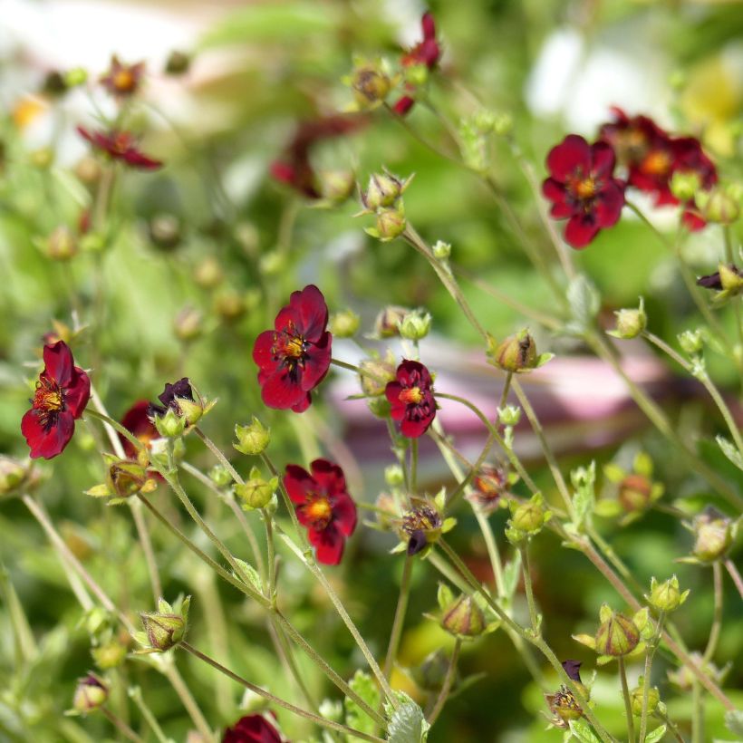 Potentilla atrosanguinea - Donkerbloedrode ganzerik (Flowering)
