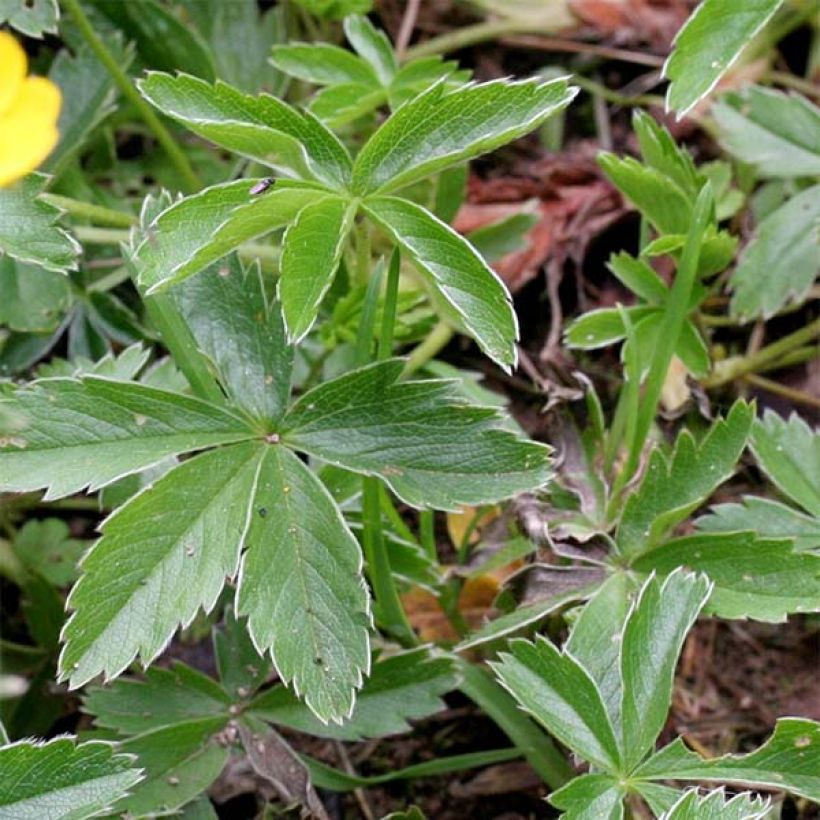 Potentilla aurea - Gouden ganzerik (Foliage)