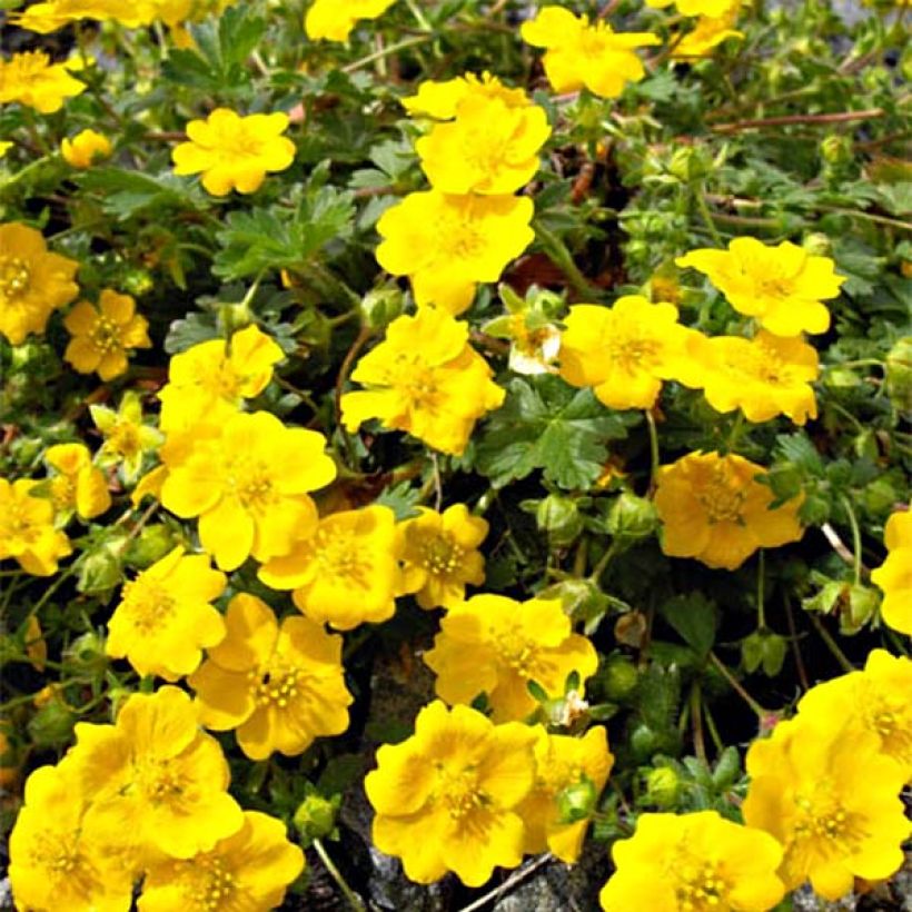 Potentilla aurea - Gouden ganzerik (Flowering)