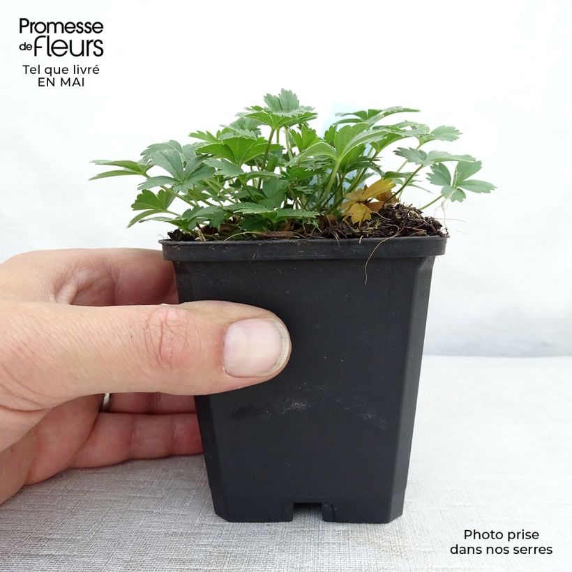 Exemplaar van Potentilla aurea - Gouden ganzerik Kweekpotje van 8/9 cm zoals geleverd in de lente
