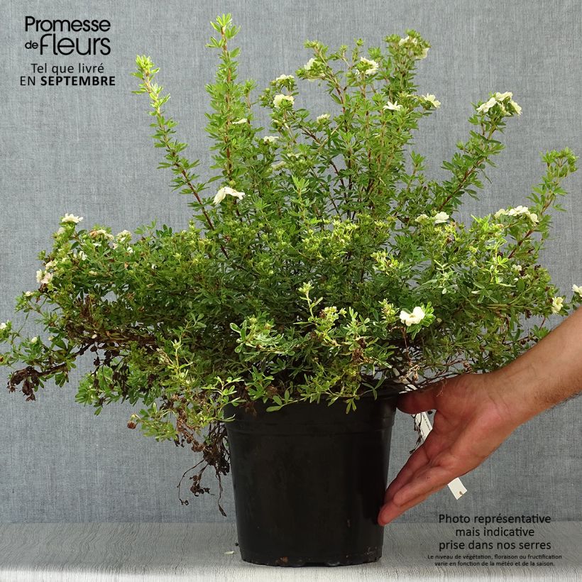 Exemplaar van Potentilla fruticosa Double Punch Pastel - Struikganzerik Pot van 3 l/4 l zoals geleverd in de herfst