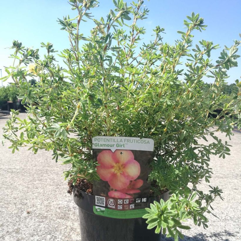 Potentilla fruticosa Glamour Girl - Struikganzerik (Plant habit)
