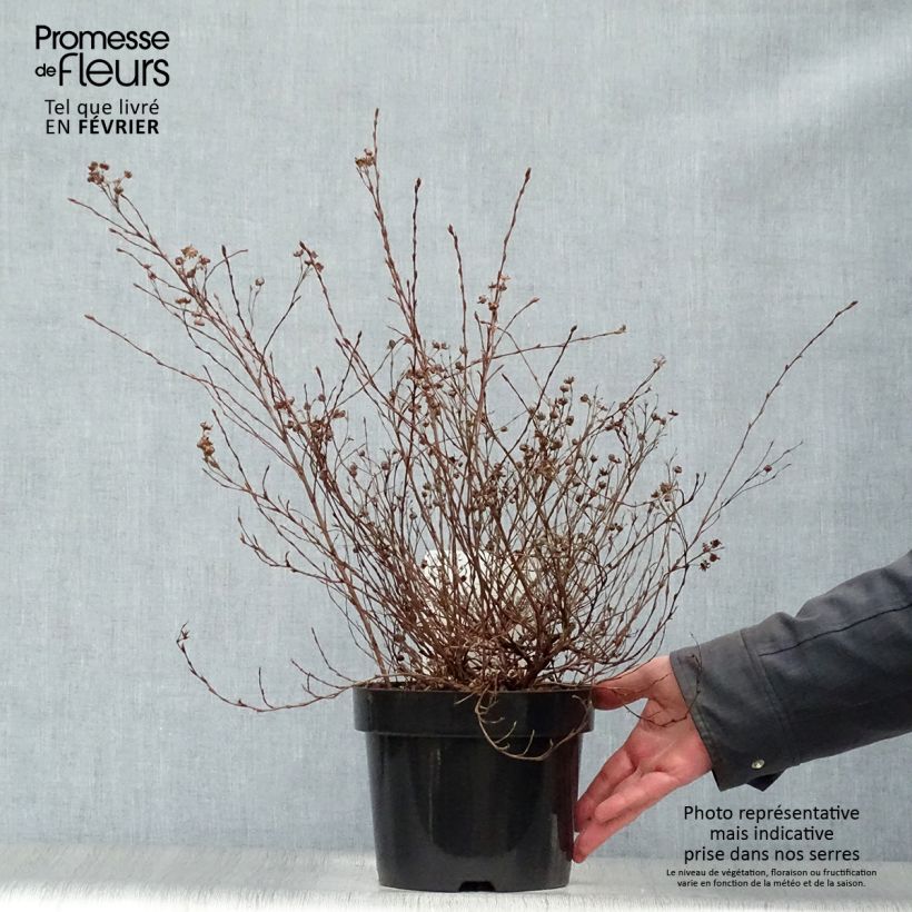 Example of Potentilla fructicosa Glamour Girl - Potentille arbustive Pot van 2 l/3 l as you get in hiver