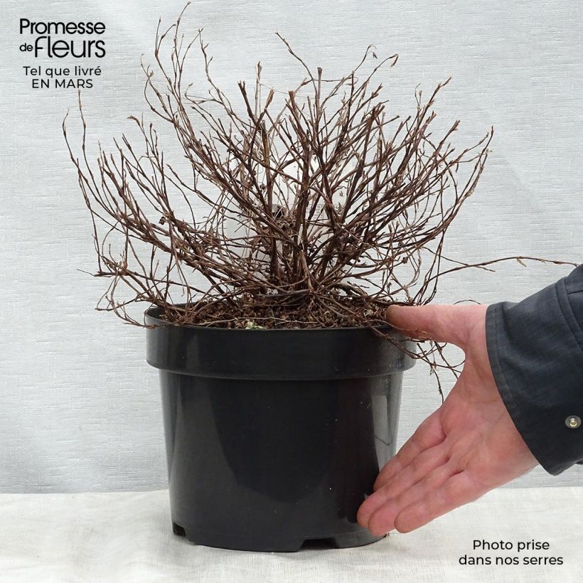 Exemplaar van Potentilla fruticosa Glamour Girl - Struikganzerik Pot van 2 l/3 l zoals geleverd in de lente