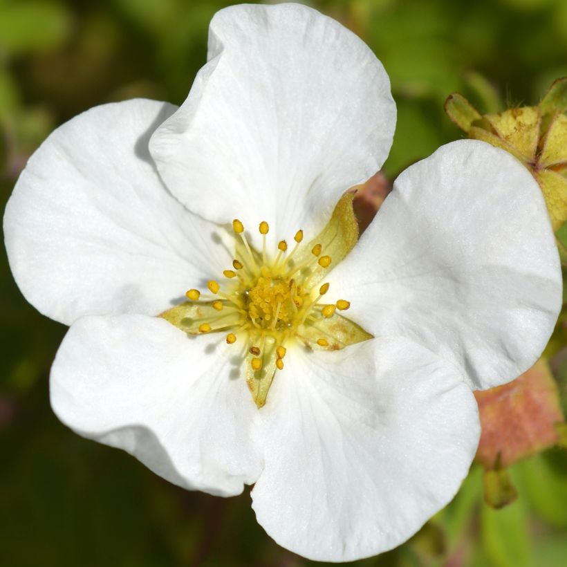 Potentilla fruticosa Bella Bianca - Struikganzerik (Flowering)