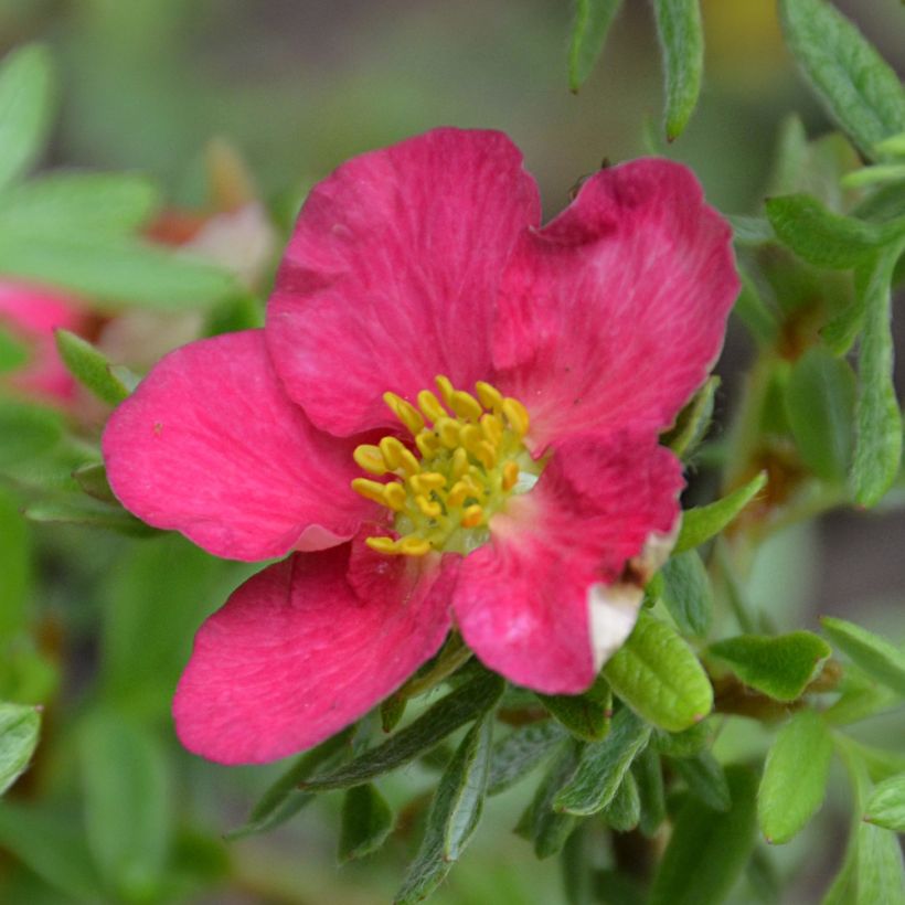 Potentilla fruticosa Bellissima - Struikganzerik (Flowering)