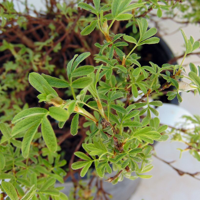 Potentilla fruticosa Bellissima - Struikganzerik (Foliage)